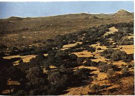 Image result for Aristida rhiniochloa