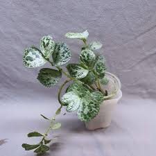 Image result for Sauvagesia