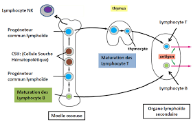 On appelle les lymphocytes t à cause de leur lieu de maturation dans le thymus. Https Www Datocms Assets Com 6375 1543939996 Lymphocytes T Et Cytokines Magali Terme Pdf