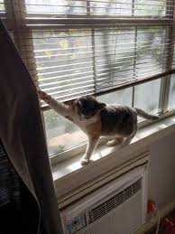Posted on august 20, 2020 by. How To Keep Cats From Breaking Blinds The Blinds Com Blog