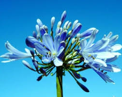 Venta De Plantas En La Serena Coquimbo Jardin Los Agapantos Venta De Plantas En La Serena Y Coquimbo Agapanthus Agapanthus Africanus Plants