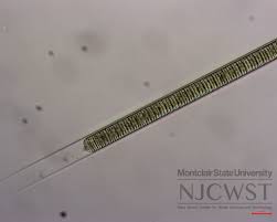 Image result for Limnophyton