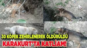 Karakurt Ta Hayvan Katliami Yasam Denizli Muhabir Denizli Haberleri
