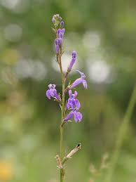 Image result for lobelia