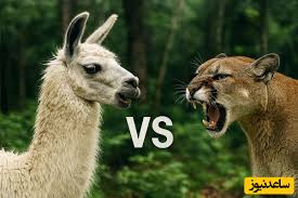 ویدئوی حیات وحش روز؛ این ماجرای راز بقا: نبرد نفسگیر لاما و شیر کوهی!