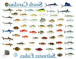 Fresh Ocean Fish Pictures And Names Sketch Species With