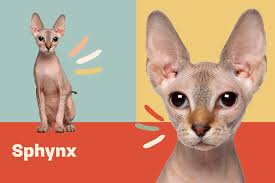 After rescuing a cat, instead of putting it in a rescue shelter, they put the cat in foster homes. Sphynx Cat Breed Information Characteristics Daily Paws