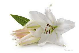 We don't know what makes the lily toxic, but we do know that all parts of the lily plant are harmful to cats. Easter Lily Toxicity In Cats Vomiting And Kidney Failure