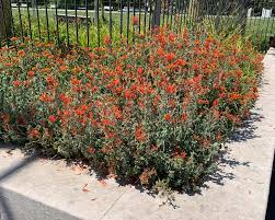 Image result for Dicliptera