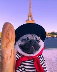 Many of the pictures are situations almost everyone experiences occasionally. 740 Doug The Pug Ideas In 2021 Doug The Pug Pugs Pugs Funny