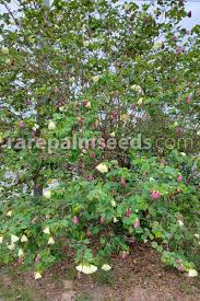 Image result for Bauhinia tomentosa