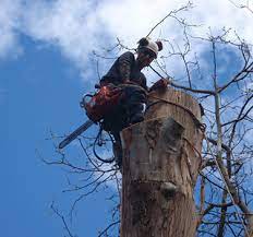We have 1097 homeowner reviews of top louisville tree services. Tree Removal Services North Shore Sydney Tree Solutions