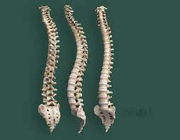 Babies have more bones than adults. Human Spine 3d Models Human Skeleton Human Spine Human Skeleton 3d
