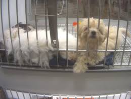 ⇒ first step to adoption is to fill out our adoption questionnaire and email to info@hsco.org. Lawsuit Over Puppy That Would Cost 26 000 After Interest Exposes Petland S Deceptive Sales And Lending Practices A Humane World