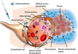 Chemal_and_gegg_linda.rar (976.15 mb) this file is available for premium users only. The Evolution Of Polymer Conjugation And Drug Targeting For The Delivery Of Proteins And Bioactive Molecules Grigoletto 2021 Wires Nanomedicine And Nanobiotechnology Wiley Online Library