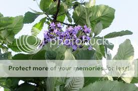 Image result for Wigandia urens