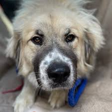 Hypnosis is not accepted by the medical community even now due to its alleged ability to substitute heavy and often dangerous drugs. Adopted Furever Dogs Great Pyrenees Rescue Of Atlanta