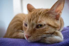Kedi Tembel Hayvan Evde Beslenen Pixabay De Ucretsiz Fotograf