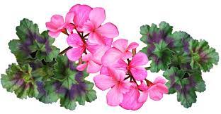 These delicate blooms will add a splash of color to your garden or a smile to a loved one. Geraniums How To Plant Grow And Care For Pelargoniums The Old Farmer S Almanac