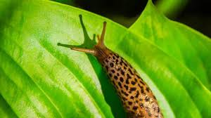 Der räumt im garten auf und frisst die verhassten nackschnecken.the leopard slug, the. Der Tigerschnegel Schadling Oder Doch Nutzling Alle Infos Hier