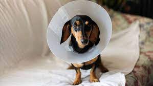 4 Things I Wish I Knew Before Getting My Dog Fixed