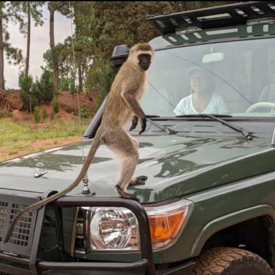 Self Drive Rwanda to Volcanoes National Park | 4x4 Hire for Gorilla Trekking - Self Drive Rwanda