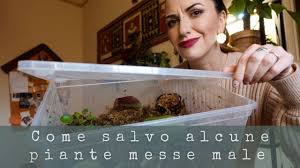 We did not find results for: Le Piante Piangono Scopriamo Insieme La Guttazione Youtube