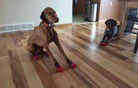 This is one reason people with large dogs should hardwood and pets often do not work well together. Hardwood Floors And Dogs Slipping Alldogboots Com