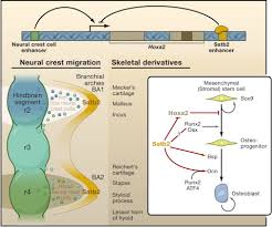 Bone matrix coloring answers crokky pages az template. Bone Formation The Nuclear Matrix Reloaded Cell