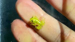 Image result for glass frog