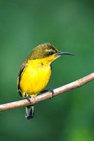 Bali Bird Walks Bali Photo Bird