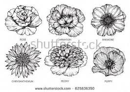Anemone Flower Tattoo Black And White Rose Carnation Anemone Chrysanthemum Peony And Poppy Flowers Drawing And Sketch With Line Art On White Flower Tattoo Shoulder Flower Drawing Poppies Tattoo