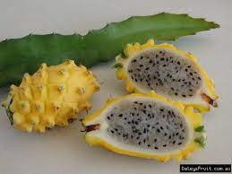 The plant can grow up to 15 feet tall. Pitaya Yellow Dragon Fruit Tree Hylocereus Megalanthus