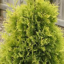 Check spelling or type a new query. Polar Gold Thuja Spring Meadow Wholesale Liners Spring Meadow Nursery