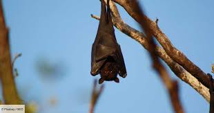 Les souris séjournent la plupart du temps dans les bâtiments. Les 6 Choses A Savoir Sur La Chauve Souris Geo Fr