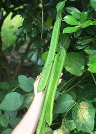 Image result for Canavalia ensiformis