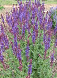 Salvia Nemorosa Pictures National Garden Bureau Yearofthesalvianemorosa Perennials Shade Perennials Salvia