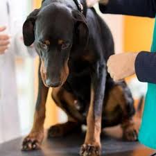 Cancer is a common disease among dogs. Signs Of Dog Cancer That You Should Never Ignore