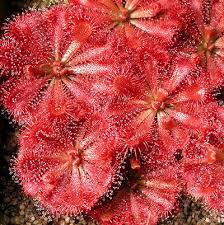 Image result for Drosera dielsiana