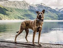 hǔban quǎn tabby chinese dog taiwanese tabby dog in 2021 chinese dog dogs tabby