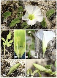 Image result for Ipomoea stolonifera