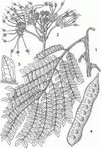 Image result for Albizia adianthifolia × gummifera