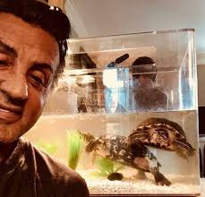 Sylvester Stallone really kept the two original turtles from Rocky!! 🐢
