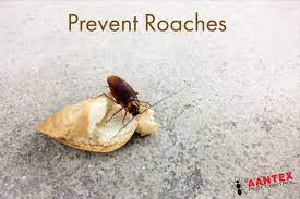 Our exterminators will inspect the structure for points of vulnerabilities that may facilitate future infestations or conditions that may be helping german cockroach to flourish. Overcome Summertime Cockroach Infestations Aantex