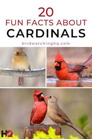 20 Fun Interesting Facts About Cardinals 2019 Kus Kus Gozlemciligi