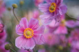 Overwhelmed by your flower options? September Wedding Flowers The Beautiful Blooms In Season For Your Big Day Confetti