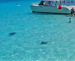 Stachelrochen In Stingray City Grand Cayman Stingray City Grand Cayman Grand Cayman Cayman