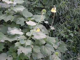 Image result for Hibiscus dongolensis