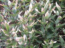 Image result for Shibataea kumasasa