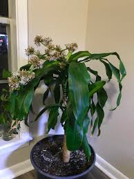 Dracaena Fragrans Corn Plant Bloom I Ve Had This Plant For Three Years Didn T Know It Flowered Till A Few Weeks Ago The Flowers On Mine Only Open At Night And Smell Amazing